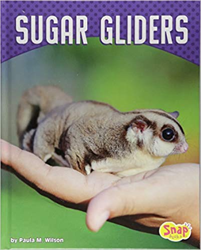 Sugar Gliders