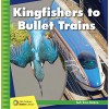 Kingfishers to Bullet Trains