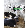 Cow to Cone