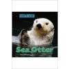 Sea Otter